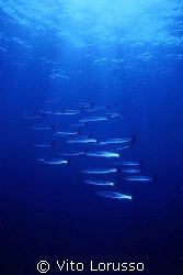 Fishs by Vito Lorusso 